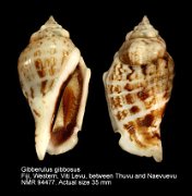 Gibberulus gibbosus (6)